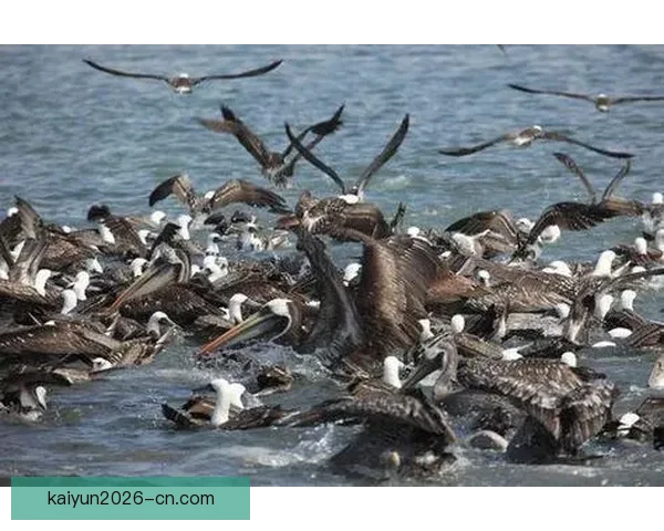 开云体育注册平台全面指南与新手操作技巧详解